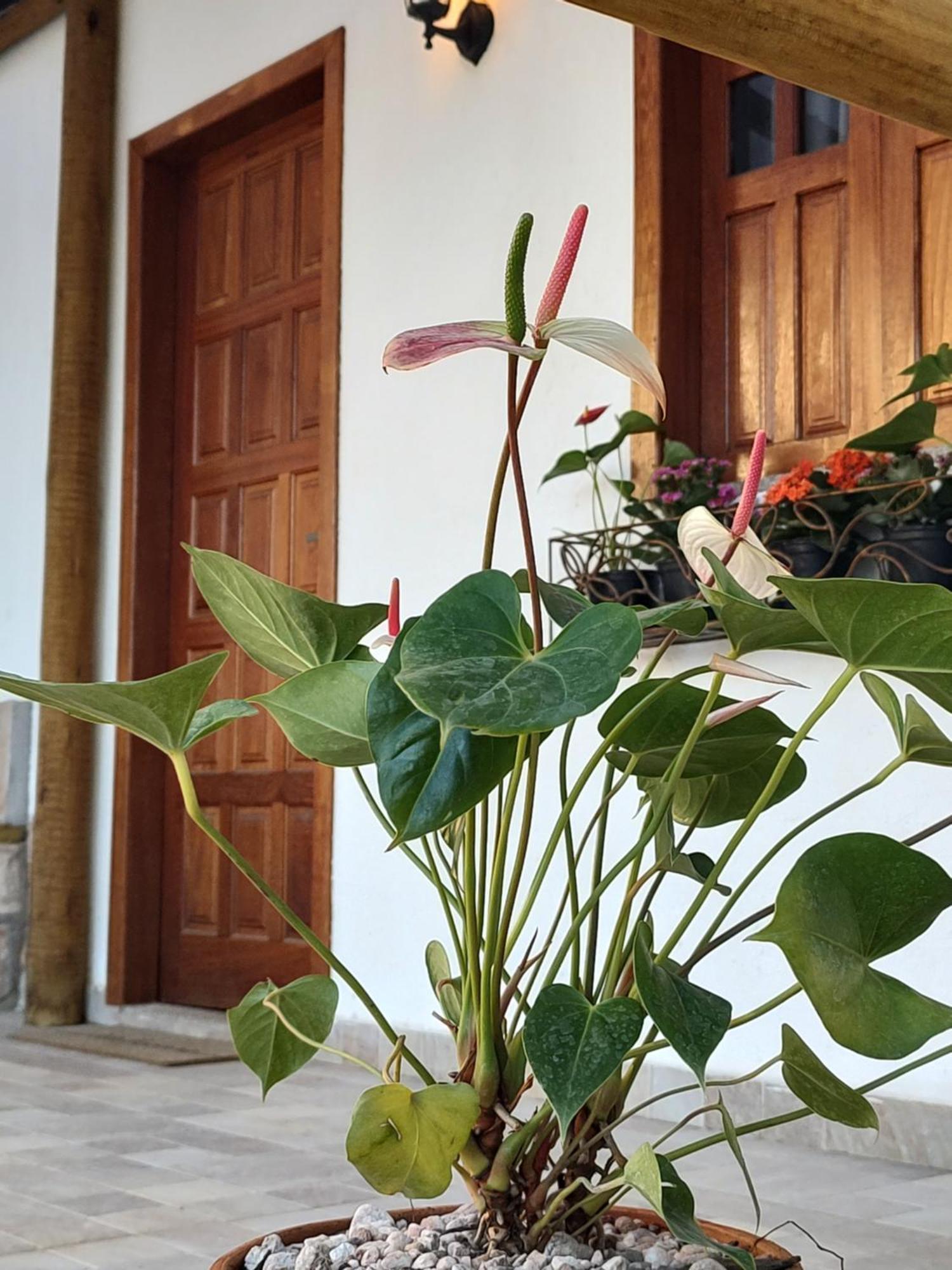 Chales E Suites Campos De Sao Joao Palmeiras  Værelse billede